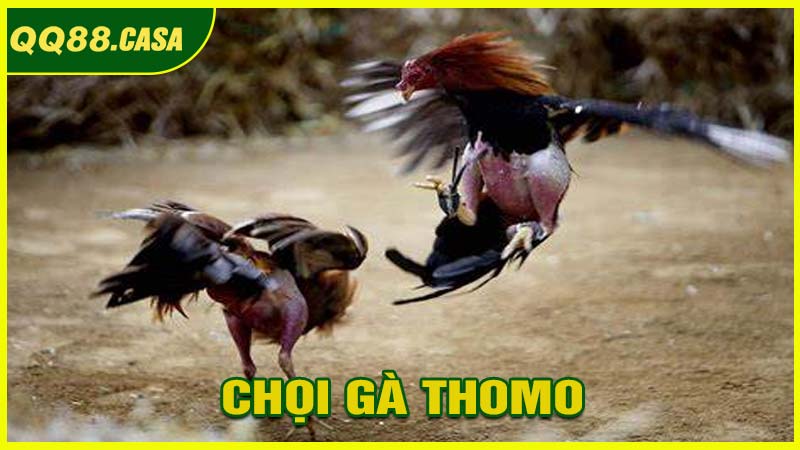 Chọi Gà Thomo